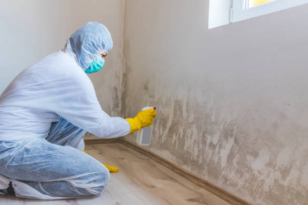 Mold Removal Process in Remerton, GA