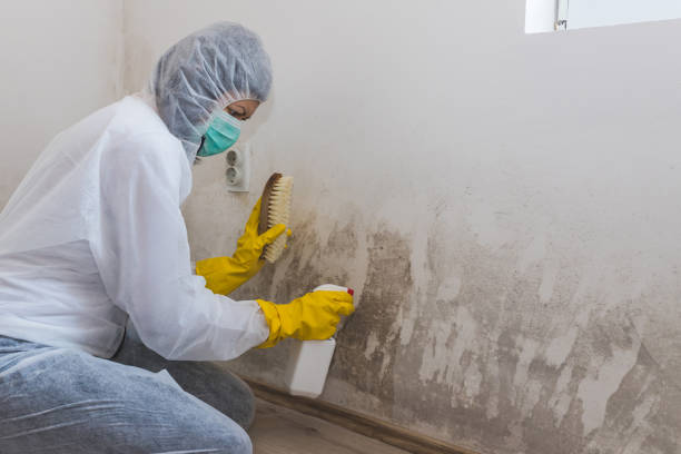 Best Crawl Space Mold Removal  in Remerton, GA