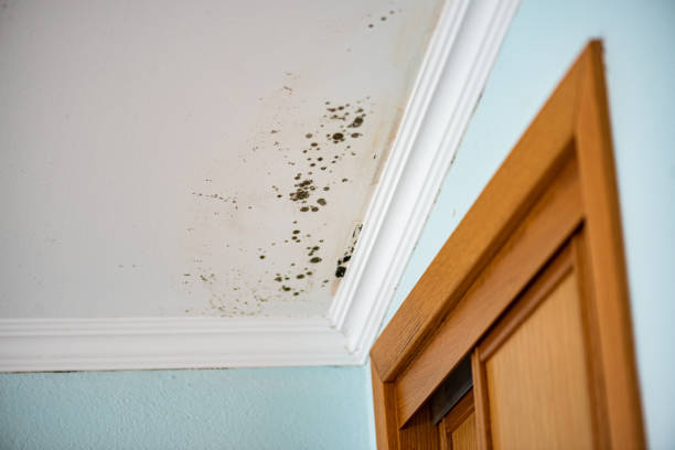 Best Mold Damage Repair  in Remerton, GA