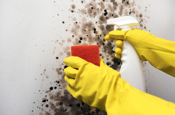 Best Local Mold Removal Service  in Remerton, GA